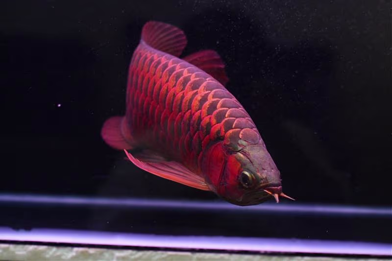 Red Chilli Super Red Arowana